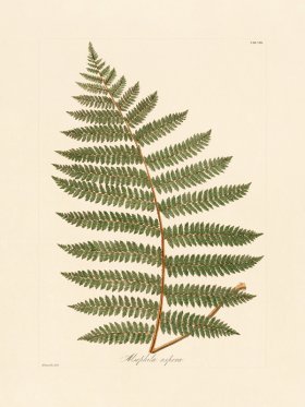 Hooker Fern 08