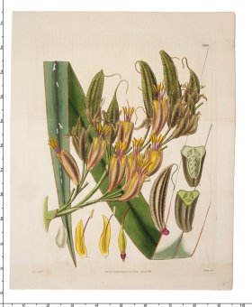 (image for) Curtis Botanical 036