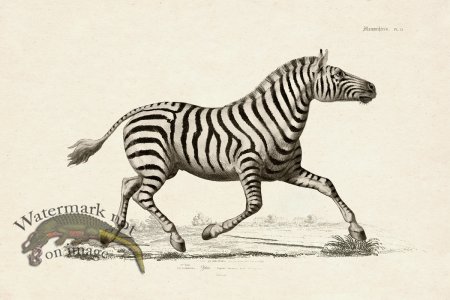 (image for) FNH 13 Zebra