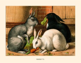 (image for) CP 08 Rabbits