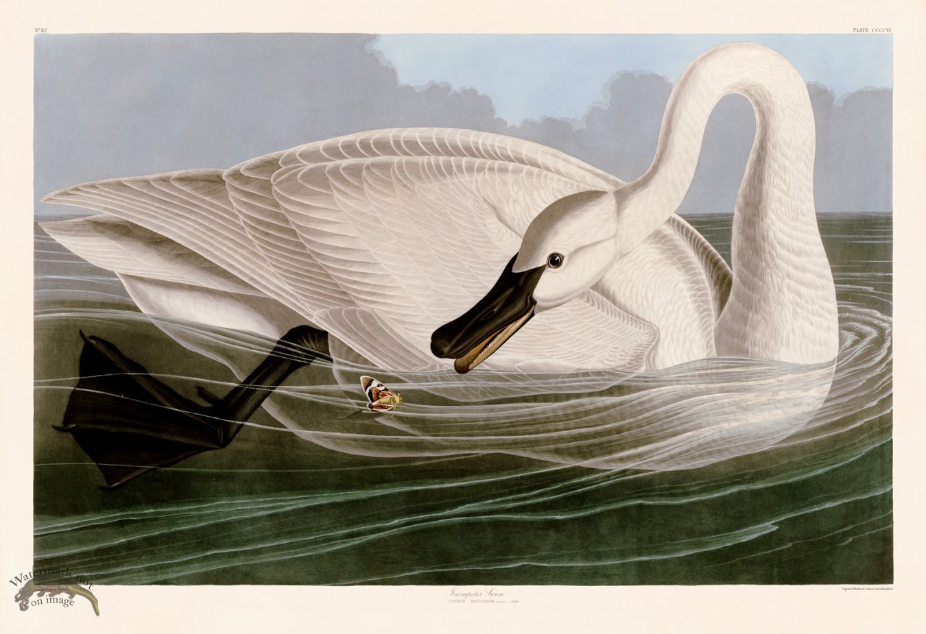 (image for) 406 Trumpeter Swan