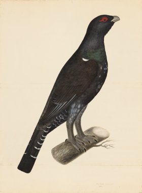 CAPERCAILLIE COCK . PL 7