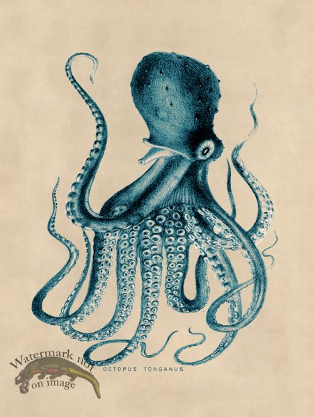 (image for) Octopus Teal 09