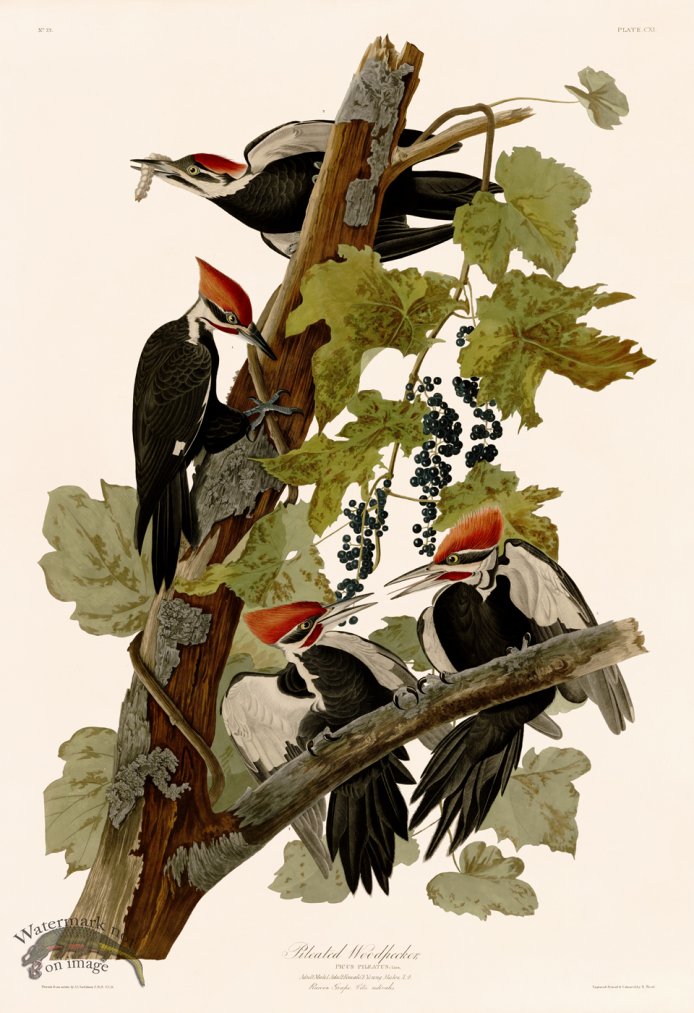 (image for) 111 Pileated Woodpecker