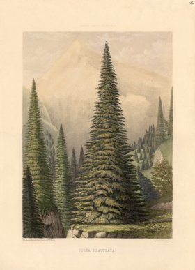 (image for) Santa Lucia Fir