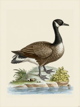 Edwards 151 Canada Goose