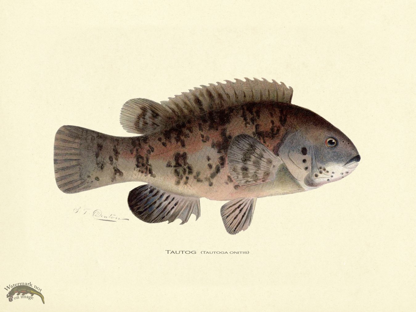 Tautog