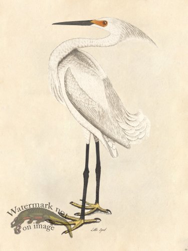 (image for) Little Egret - Tribute Bd 08