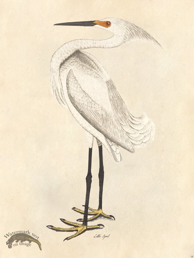 (image for) Little Egret - Tribute Bd 08