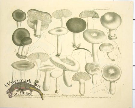 (image for) Mushroom Atlas 50