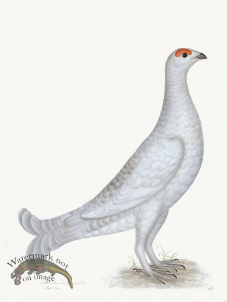 (image for) Rudbeck 018 GROUSE ALBINO 18x24