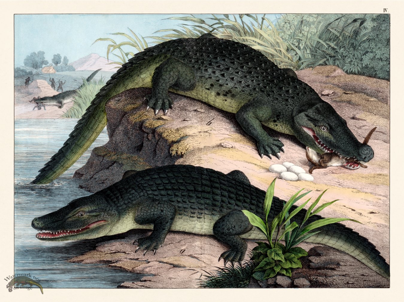 Schubert Reptiles Gator 1870