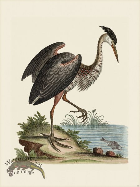 (image for) Edwards 135 Ash-Colour'd Heron