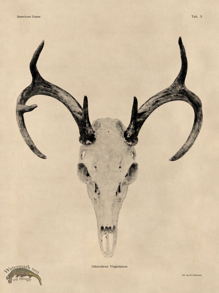 (image for) Tan Bones 05 White Tail