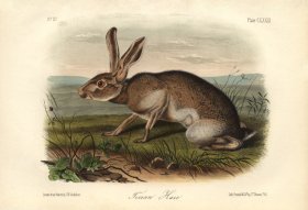 (image for) Texian-Hare-small