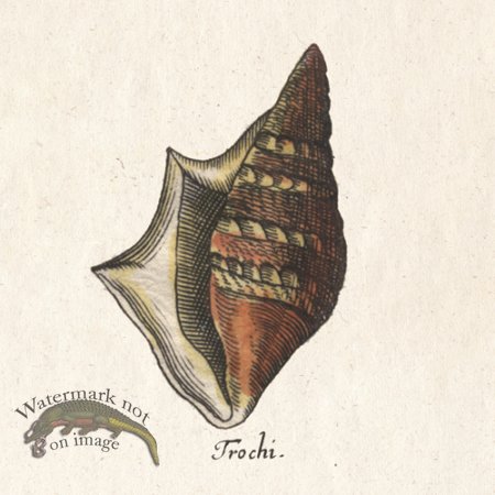 (image for) Merian Shell 8