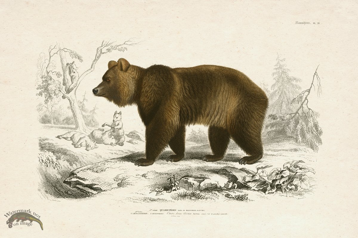 (image for) FNH 20 Brown Bear Grizzly - Click Image to Close