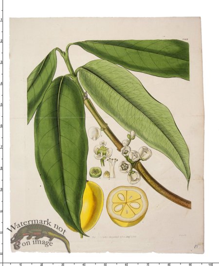 (image for) Curtis Botanical 040