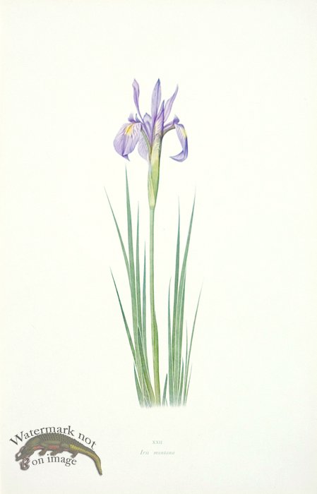 (image for) Dykes Iris 16