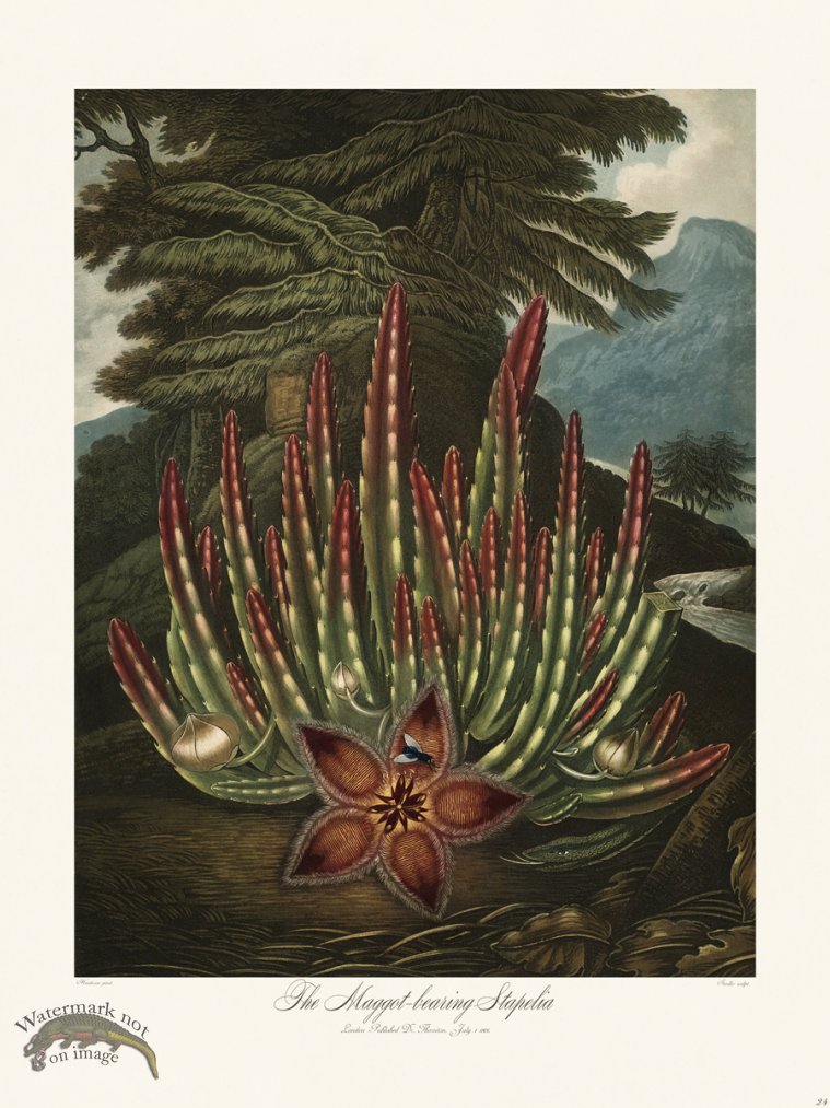 (image for) 24 The Maggot bearing Stapelia