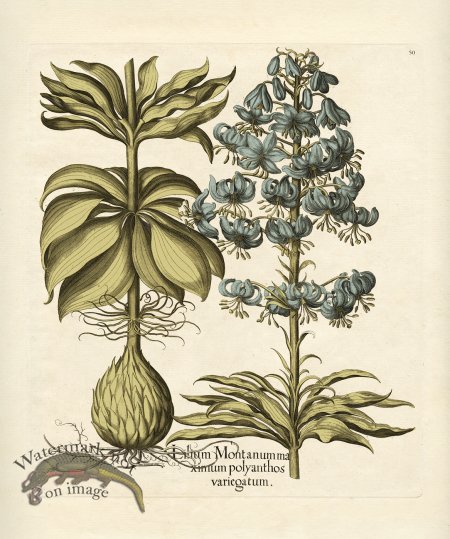 (image for) Besler Botanical 050 BG