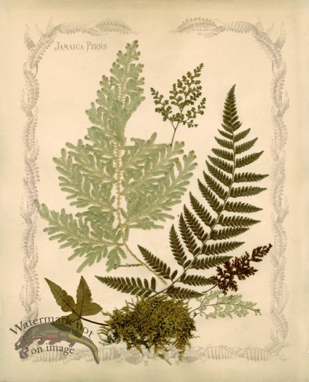 (image for) Jamaican Fern 02