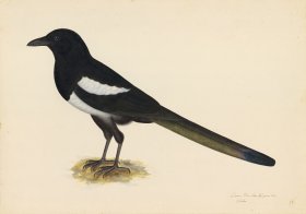 MAGPIE . PL 16