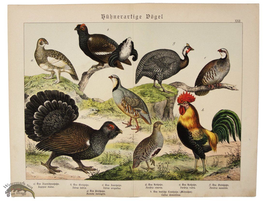 (image for) Cock Roster Pheasant Grouse 