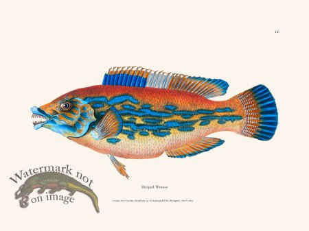 (image for) 014 Striped Wrasse