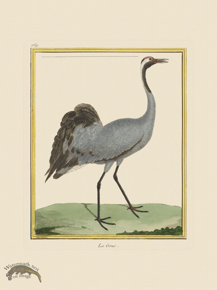 (image for) Martinet Bird 769