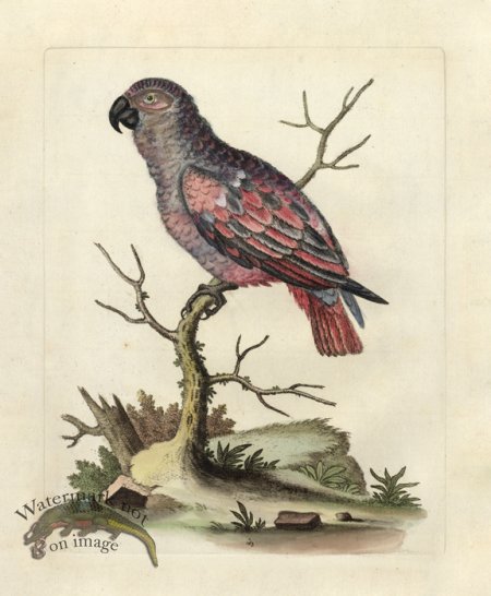 (image for) Edwards Parrot 20.jpg