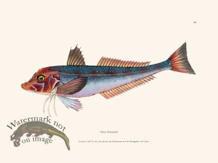 (image for) 010 Grey Gurnard