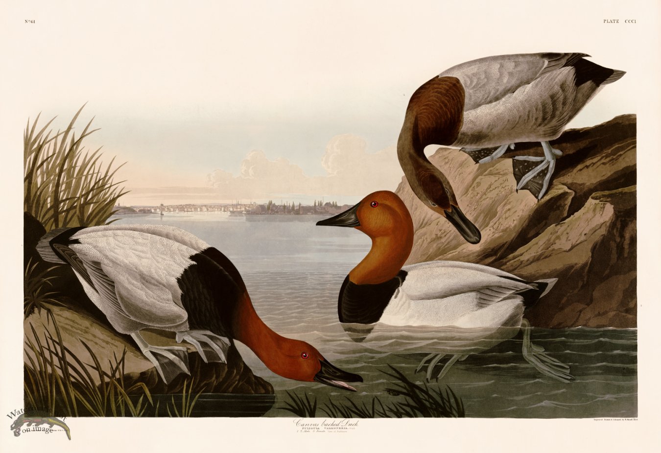 (image for) 301 Canvas backed Duck