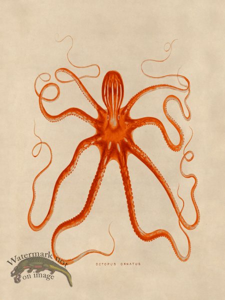 (image for) Octopus Orange 18