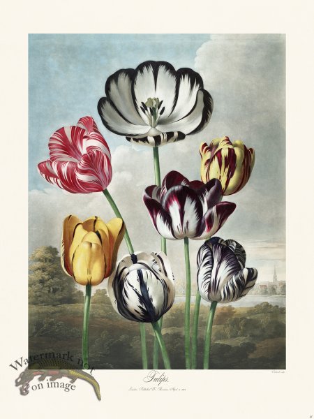 (image for) 11 Tulips