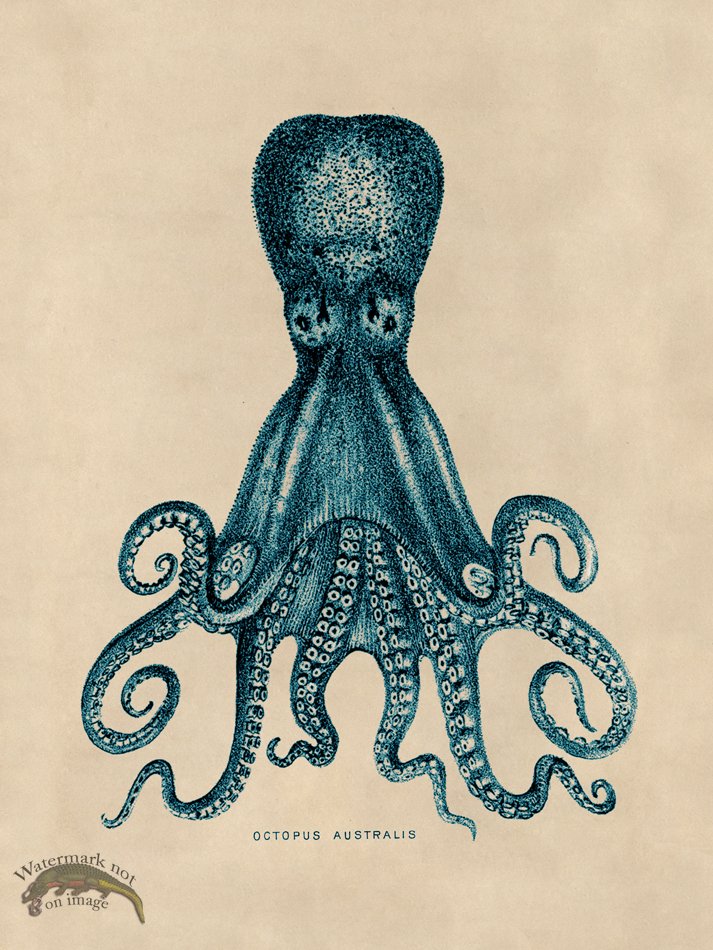 (image for) Octopus Teal 15