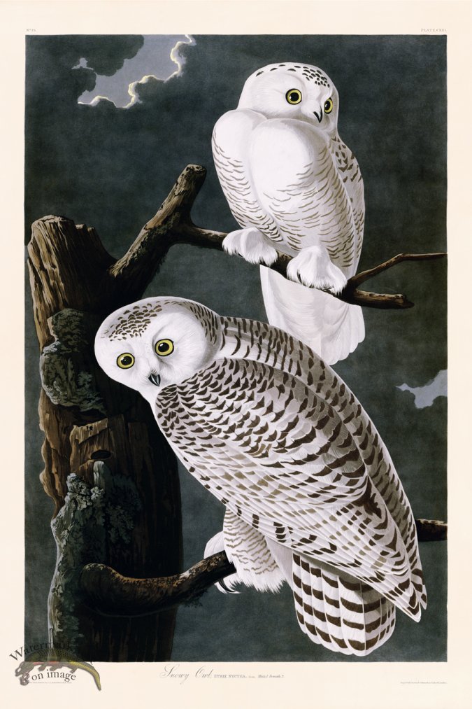 (image for) 121 Snowy Owl bc