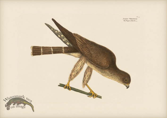 003 Piegon Hawk