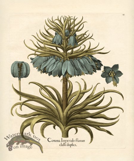 (image for) Besler Botanical 082 BG