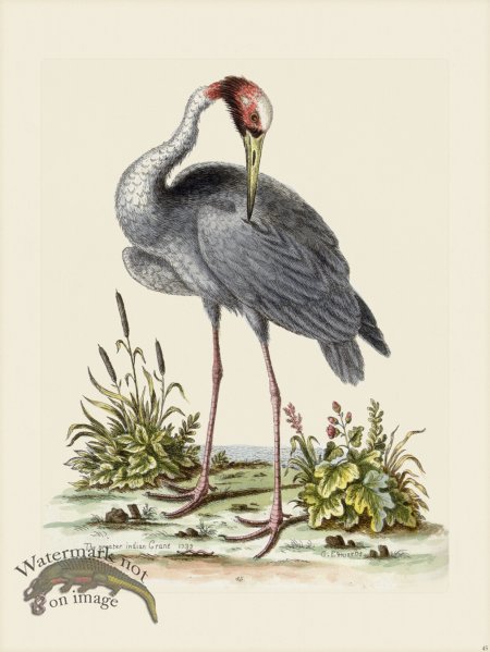 (image for) Edwards 045 Greater Indian Crane