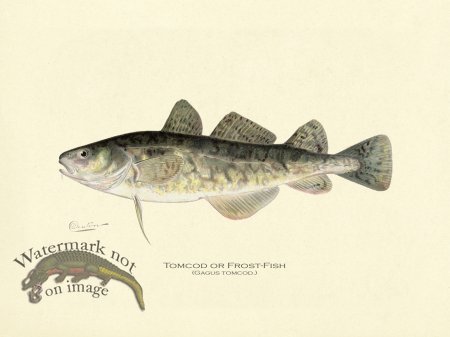 (image for) Tomcod or Frost-fish