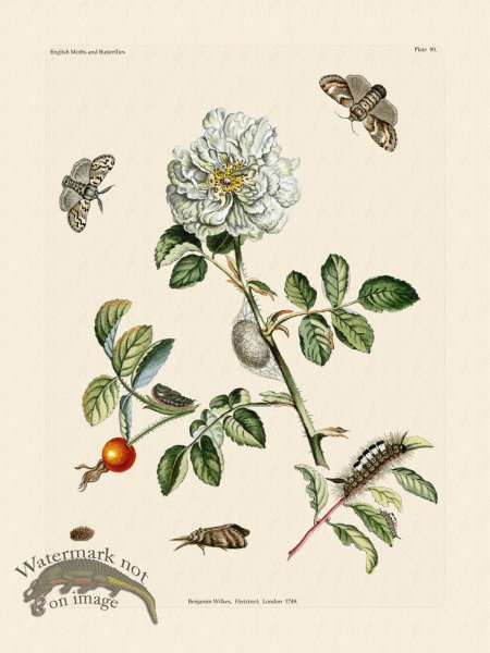 (image for) Wilkes Butterflies 090