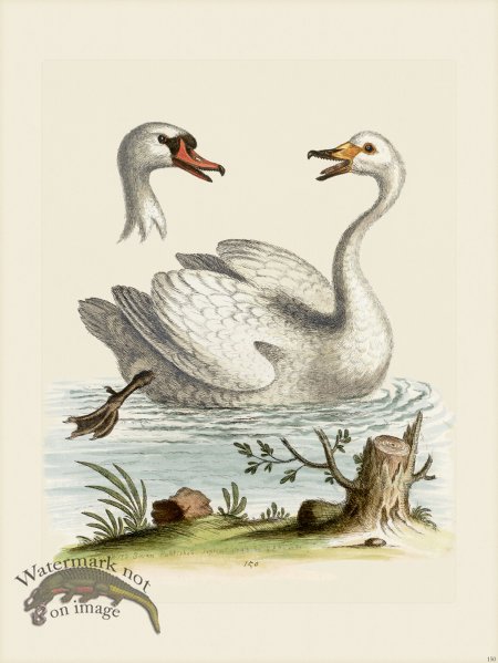 (image for) Edwards 150 Swan