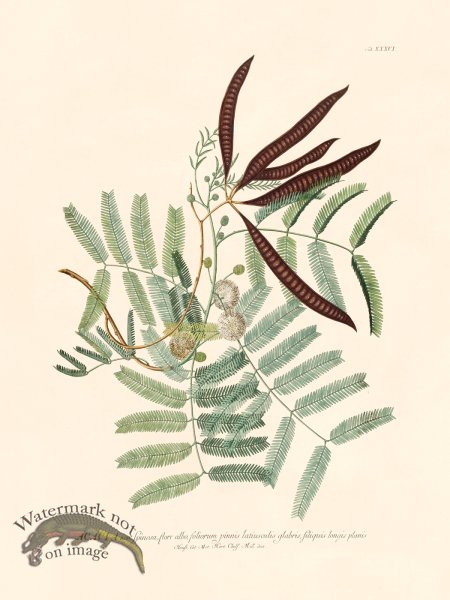 (image for) Trew Botanical 36