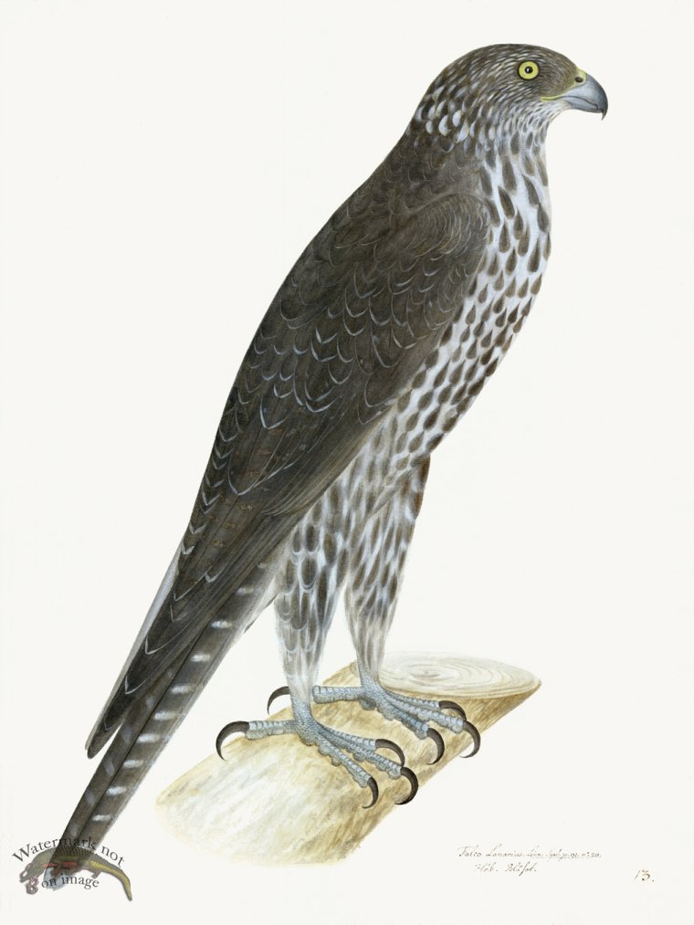 (image for) Rudbeck 013 GYR FALCON 18x24