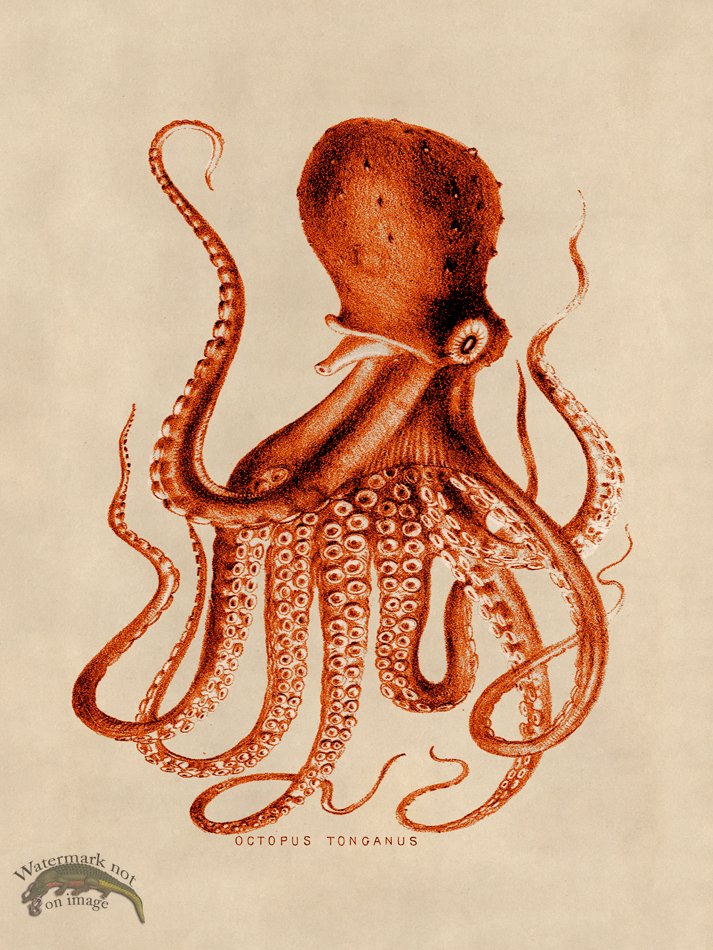 (image for) Octopus Orange 09