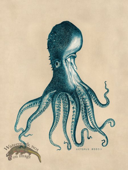 (image for) Octopus Teal 16