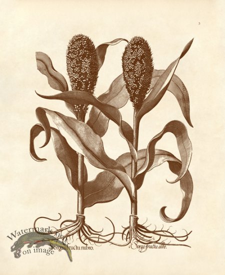 (image for) Besler 03 Sorgo