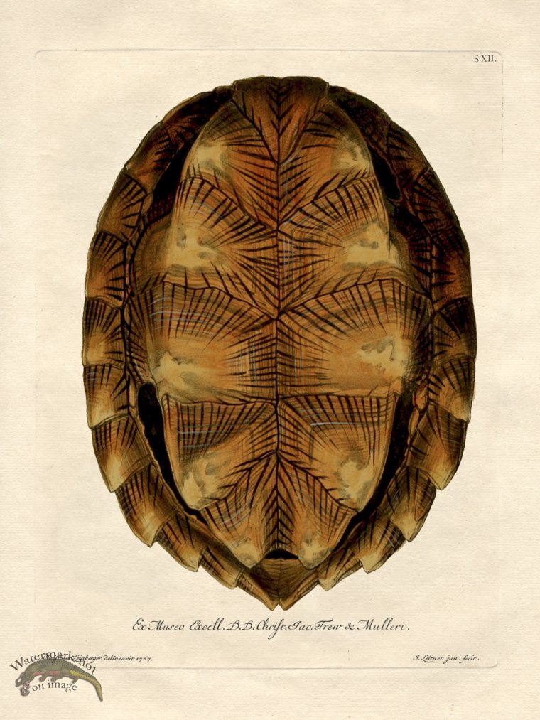 (image for) Trew Turtle Shell 12