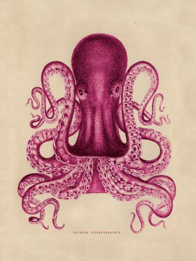 Octopus Pink 02